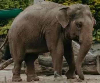 Wild elephant tramples Kerala woman to death